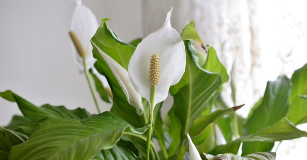 Peace lily plant with white flowers