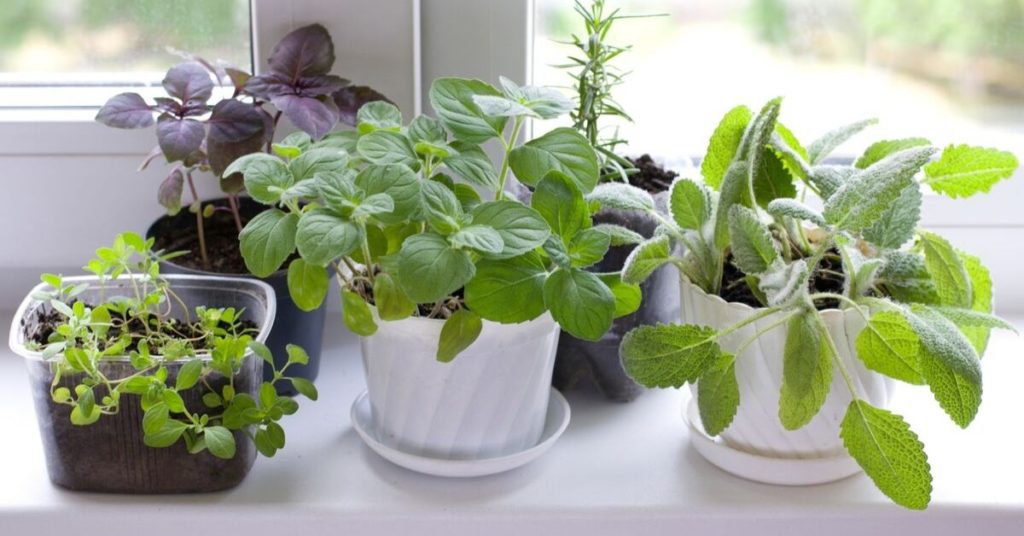 Indoor herb garden with potted plants