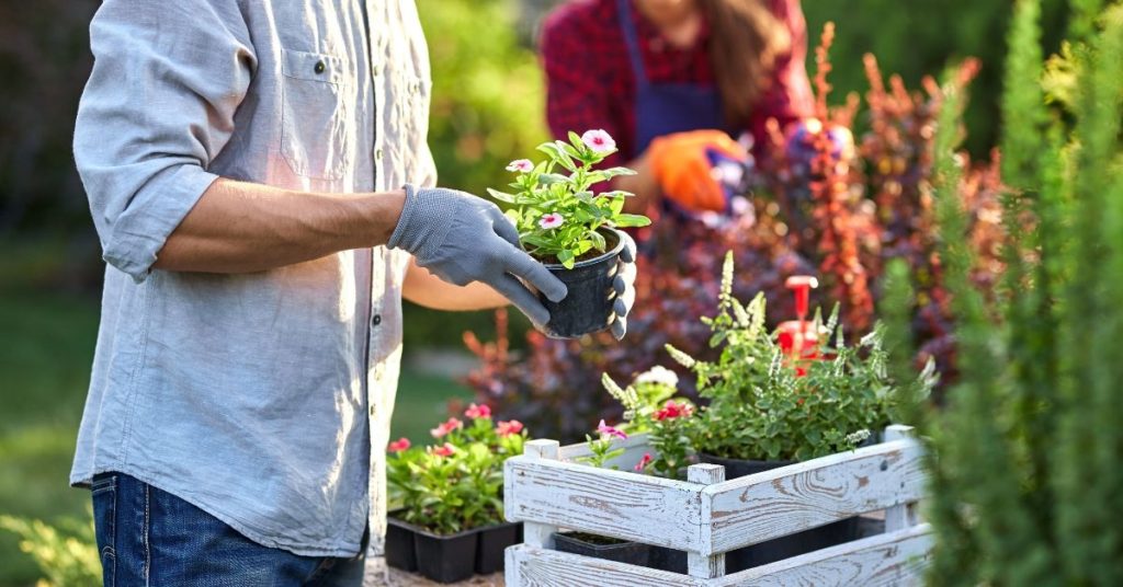 Gardeners planting flowers in crates