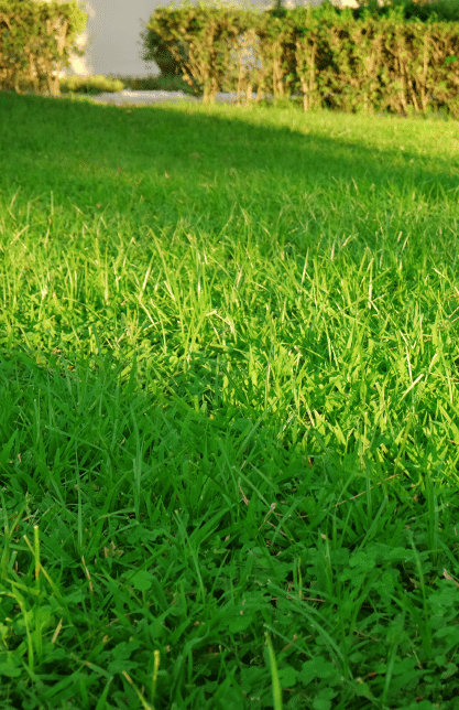 Lush green lawn with trimmed hedges in the background.