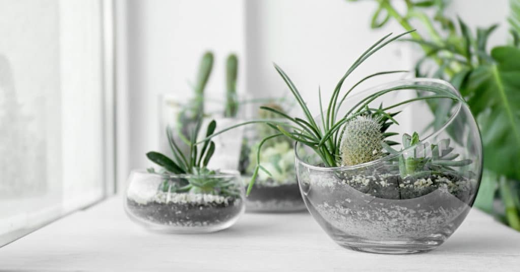 Glass bowls with decorative succulents