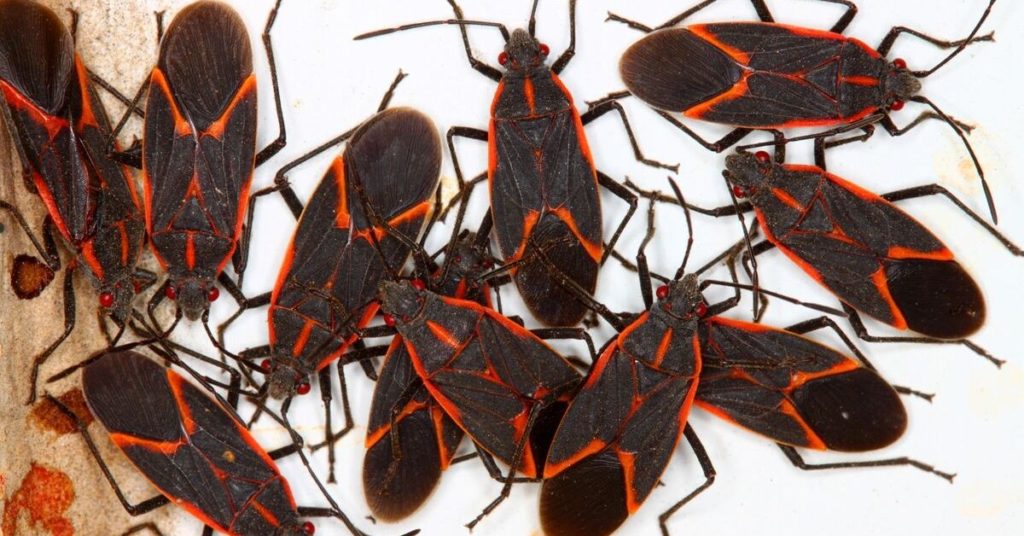 Cluster of boxelder bugs