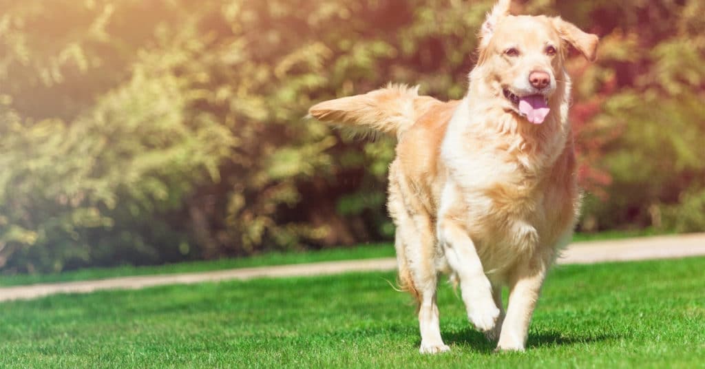 How-to-Keep-a-Healthy-Lawn-When-You-Have-a-Dog