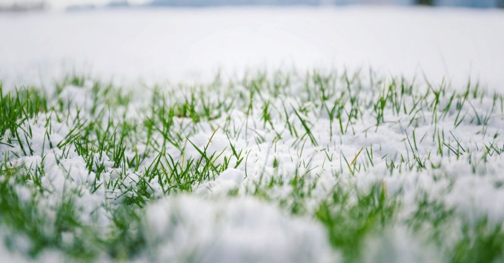 Is Winter Lawn Care Necessary?