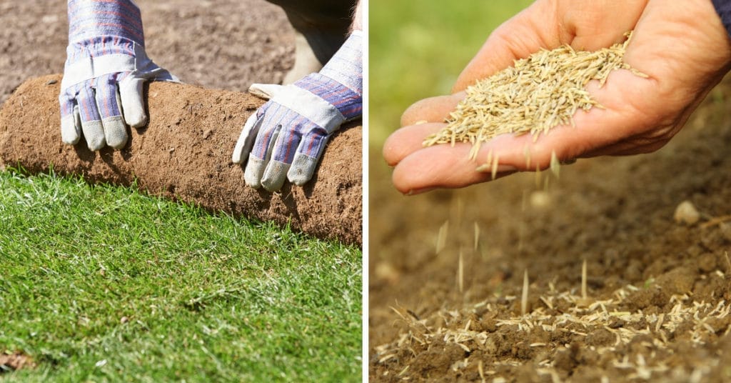 Planting sod on a lawn