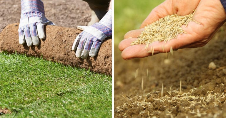 Laying Sod Vs Planting Seed | Summit Lawn and Pest Control