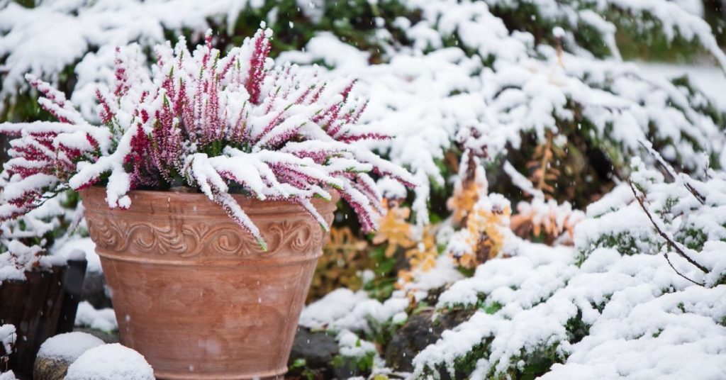 Potted plants covered in snow