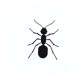Utah Pest Control Ants