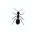 Ant icon