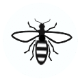 Utah Pest Control Wasp