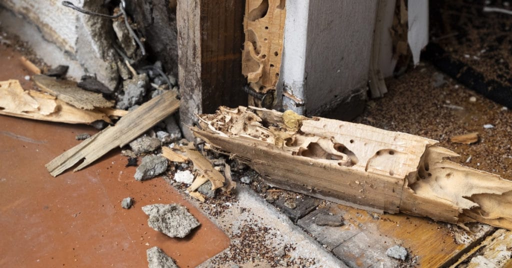 Termite damage in wooden structure