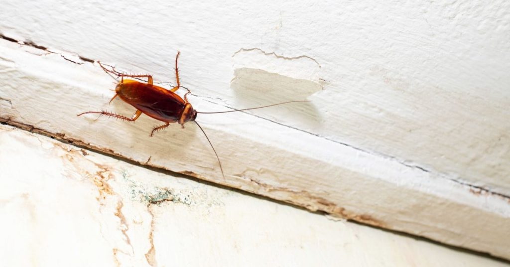 Cockroach on a white surface