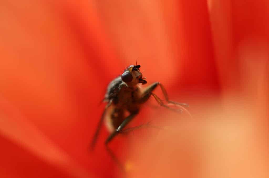 Close-up of a bug on a red background