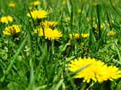 How To Kill Crabgrass, Dandelions and other Lawn Needs