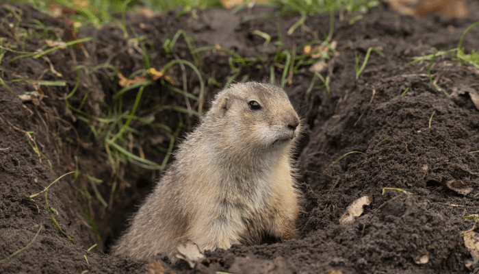 Gophers Taking Over Your Yard_ Here’s What to Do