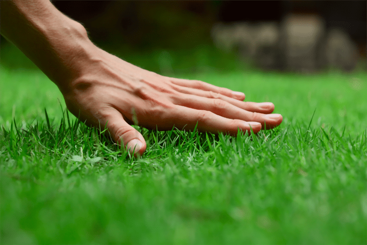 Close-up of a hand touching green grass.