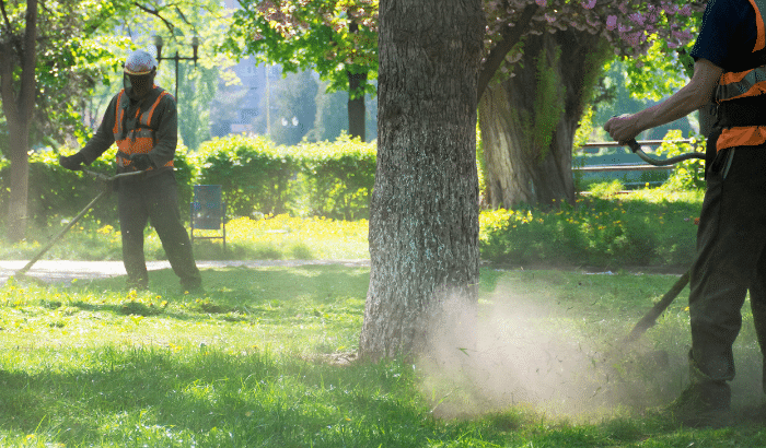 Professional trimming the garden.