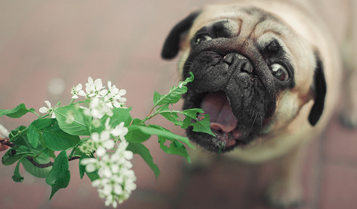 What Plants are Harmful to Dogs?