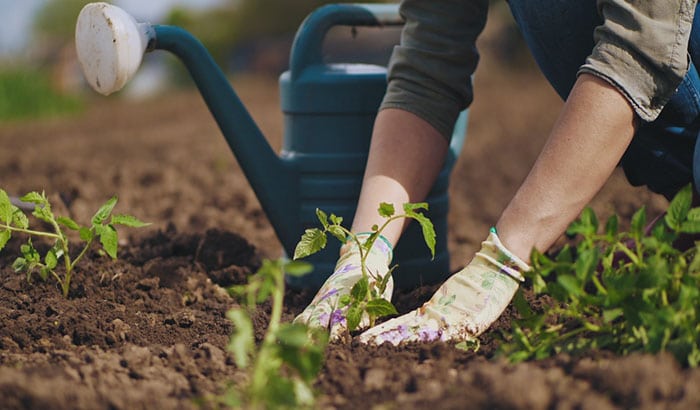 Vegetable Gardening Tips and Tricks for Beginners