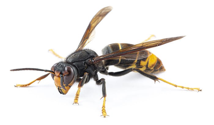 Pest Control: Why You Should Avoid Hornets?
