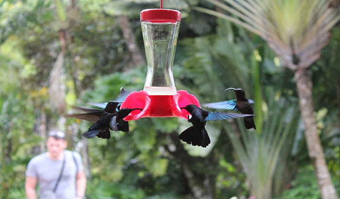 Hummingbird feeders in a garden