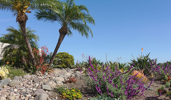 Best Water-Wise Plants for Drought Conditions