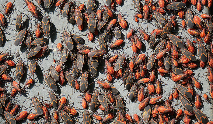 Close-up of a swarm of insects on a tree