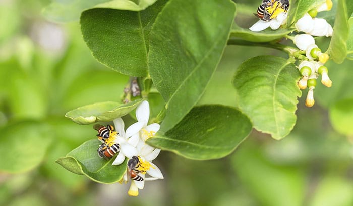 Can Bees Pollinate My Garden?