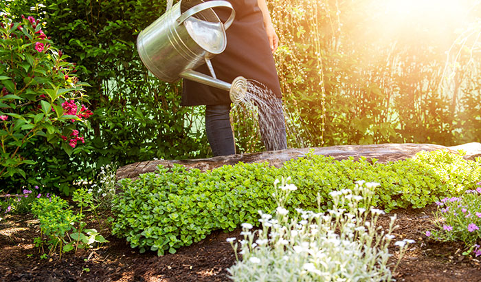 Gardener watering plants in garden