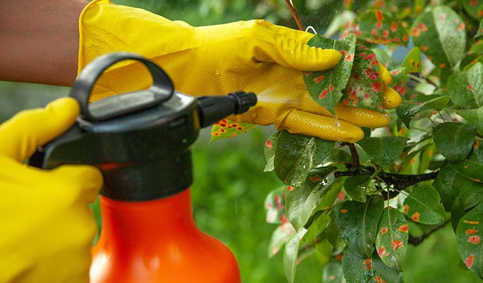 The-Safest-Way-to-Spray-for-Pests-Around-Animals