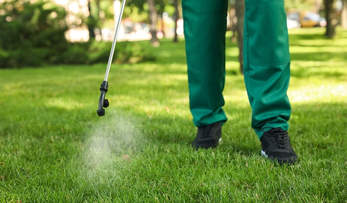 Gardener spraying pesticide on lawn