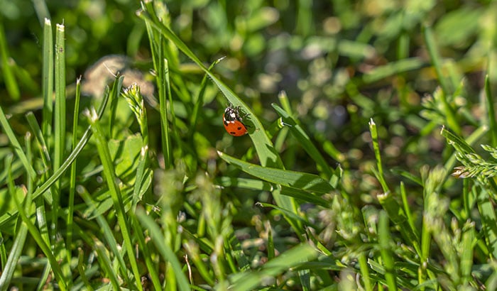Pest Control: Are Ladybugs Harmful to My Lawn?