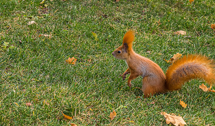 Squirrel sitting on the grass