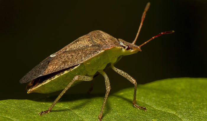 Close-up of a garden insect