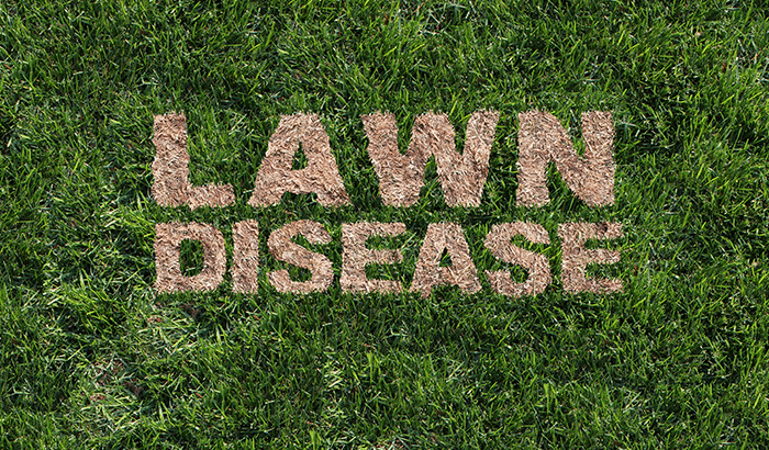 What Is Lawn Disease