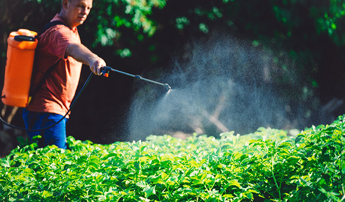 Gardener spraying herbicide on garden plants