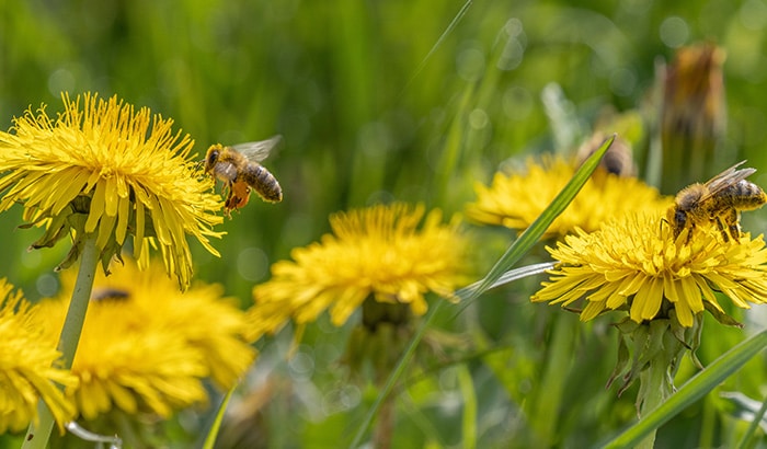 Bee pollinating yellow dandelion flower