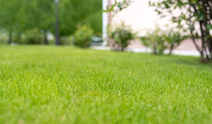 How To Choose the Perfect Lawn Shape