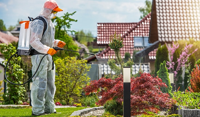 Gardener spraying pesticides in residential garden