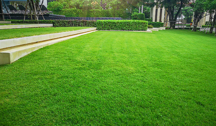 Types of Lawn Turf