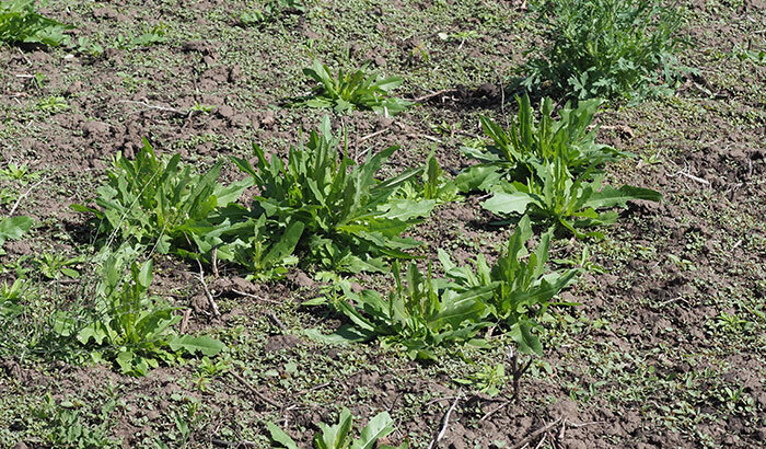 Weeds From Growing Back