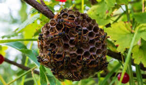 Are Hornets Dangerous? What To Do When You See a Hornet?