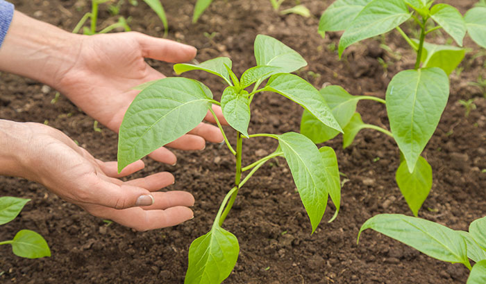 How Do You Prepare Soil for Planting?