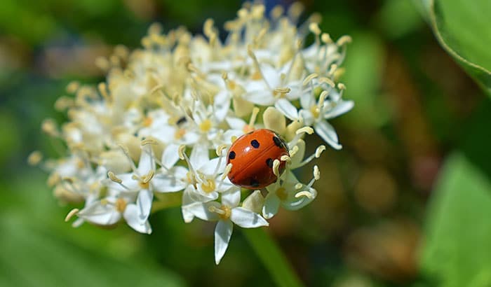 Ladybug on white flowers