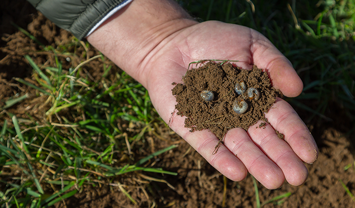 Here's the Best Way to Treat Your Lawn For Grubs