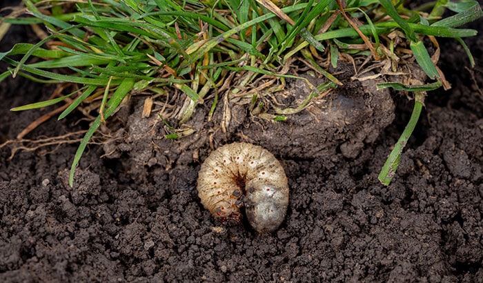 5 Ways to Get Rid of Utah Lawn Grubs