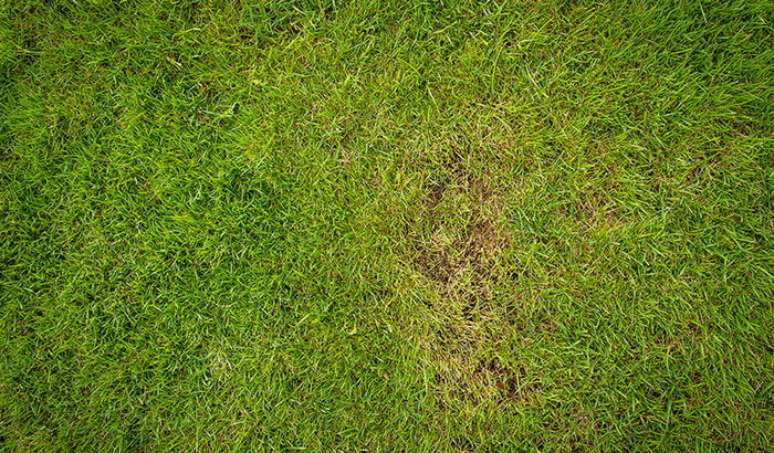Healthy green lawn with a brown patch
