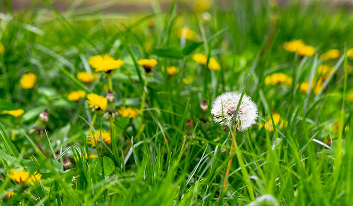 Are Dandelions Bad for My Lawn? 8 Reasons You Should Get Rid of Them