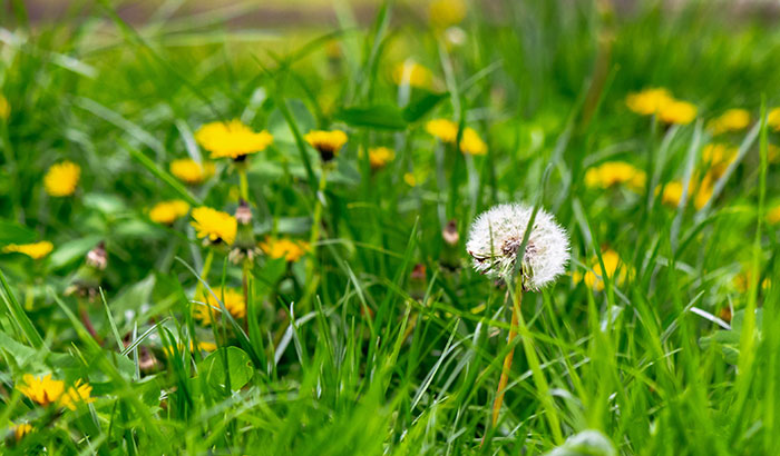 Weeds and dandelions in a lawn