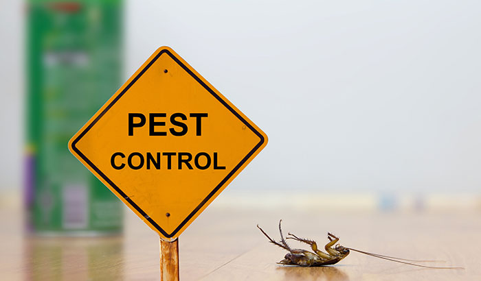 Do I Still Need Pest Control During Winter?